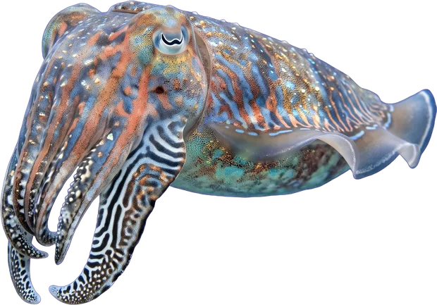 Cuttlefish